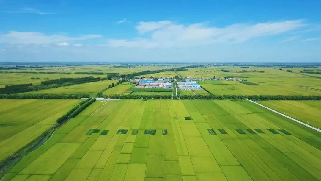 情系北大荒剧情介绍