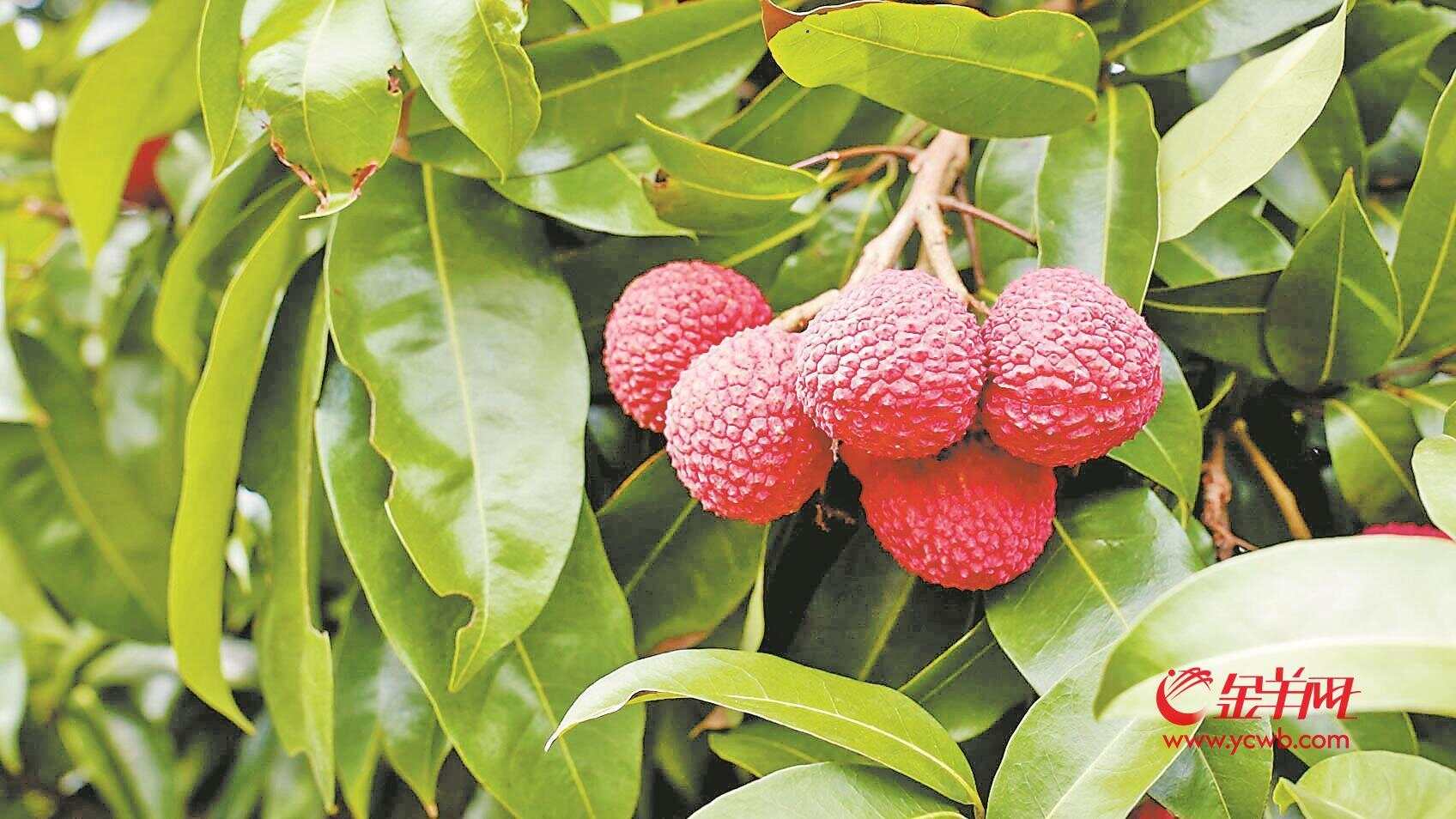 科技赋能 “荔”量跃升 一颗岭南荔枝的全球变身记 -广东台荔枝网