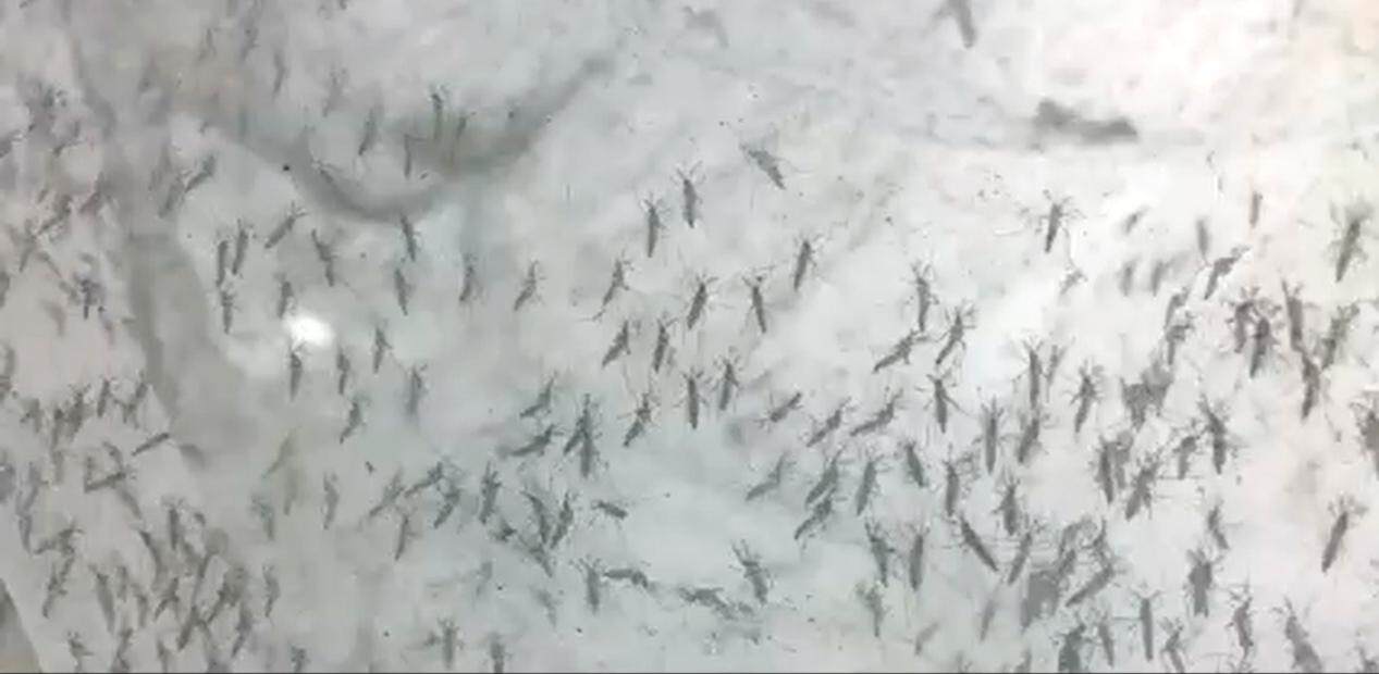“以蚊治蚊”战基孔肯雅热!中大团队将以绝育雄蚊与“蚊子天敌”守护佛山-广东台荔枝网
