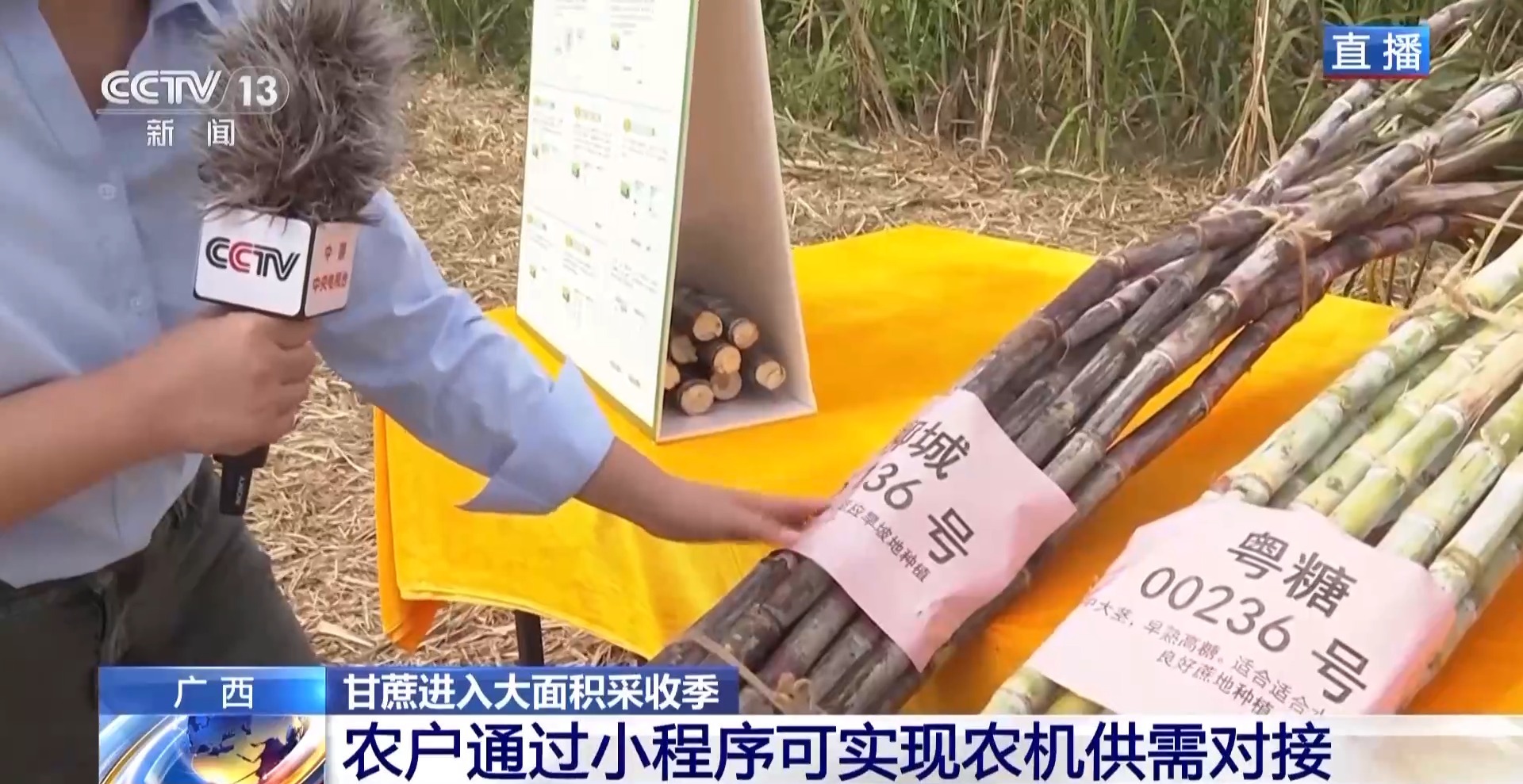 从“榨糖”到“超级电容” 揭秘广西甘蔗的甜蜜产业链-广东台荔枝网