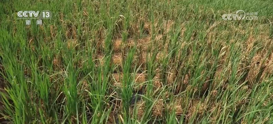 甜蜜丰收又一年 各地多种作物陆续成熟收获-广东台荔枝网