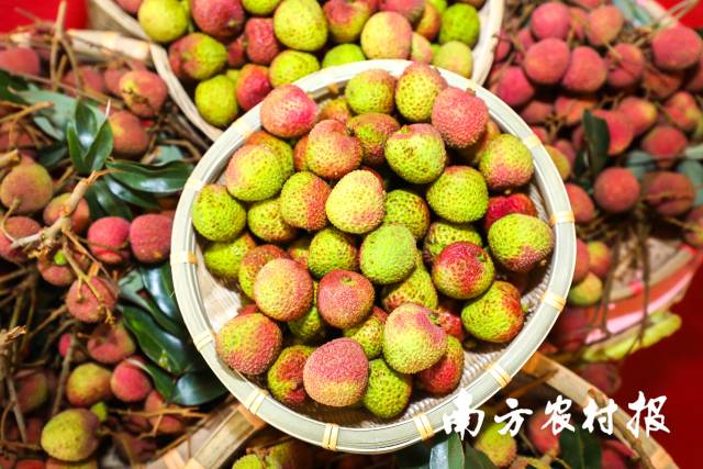 八方助“荔”,广东省市县镇村力拼荔枝营销“全季红”-荔枝网
