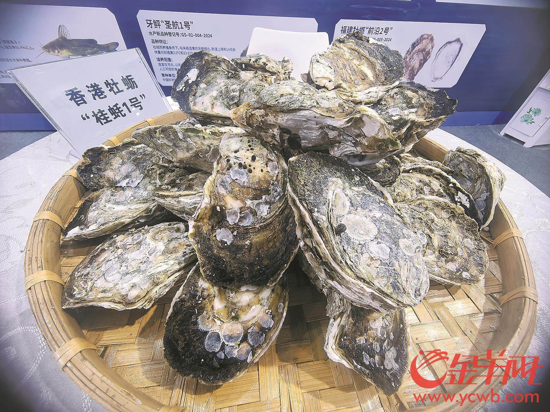 现代化海洋牧场加持 广东各地争办“蚝”门盛宴-广东台荔枝网