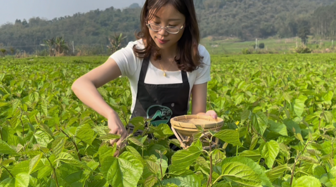 90后青年返乡传承蚕桑文化,守护万亩桑田 | 广东 “领头雁”风采-广东台荔枝网