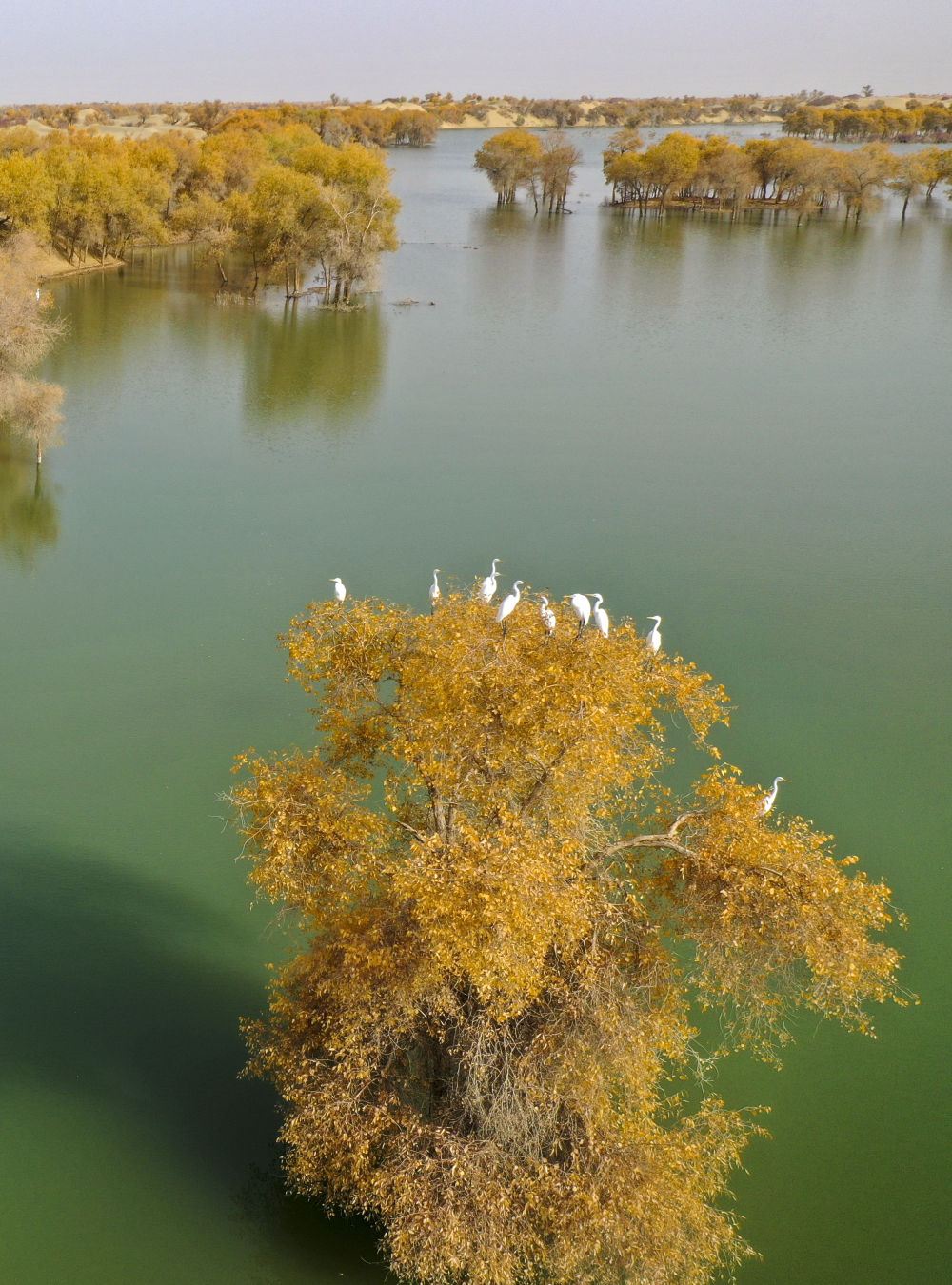 新疆塔里木河流域深秋胡杨秀美如画